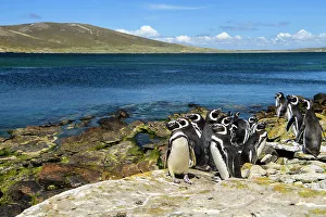 Carcass Island Prints: Magellanic penguin (Spheniscus magellanicus)