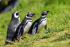 Carcass Island Prints: Magellanic penguin (Spheniscus magellanicus)