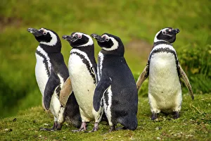 Carcass Island Prints: Magellanic penguin (Spheniscus magellanicus)
