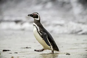 Sand Beach Prints: Magellanic penguin (Spheniscus magellanicus)