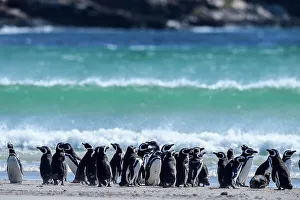Sand Beach Prints: Magellanic penguin (Spheniscus magellanicus)