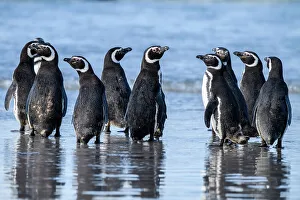 Sand Beach Prints: Magellanic penguin (Spheniscus magellanicus)
