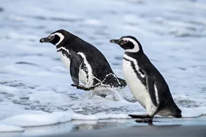 Sand Beach Prints: Magellanic penguin (Spheniscus magellanicus)