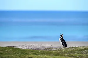 Sand Beach Prints: Magellanic penguin (Spheniscus magellanicus)