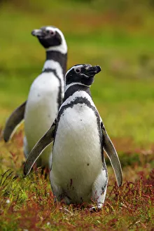 Seabirds Prints: Magellanic penguin (Spheniscus magellanicus)