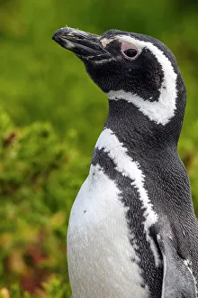 Salt Water Prints: Magellanic penguin (Spheniscus magellanicus)