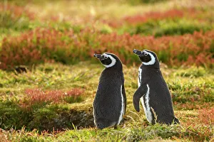 Salt Water Prints: Magellanic penguin (Spheniscus magellanicus)