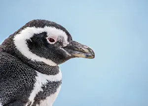 Magellanic penguin (Spheniscus magellanicus) in Caleta Valdes, Valdes Peninsula, UNESCO