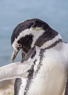 Aves Prints: Magellanic penguin (Spheniscus magellanicus) Caleta Valdes, Valdes Peninsula, UNESCO