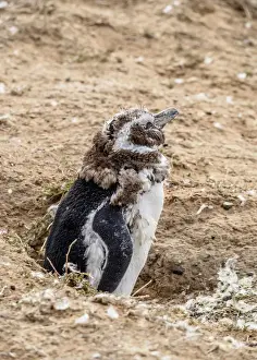 Magellanic penguin (Spheniscus magellanicus) in Caleta Valdes, Valdes Peninsula, UNESCO