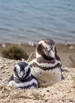 Aves Prints: Magellanic penguins (Spheniscus magellanicus) in Caleta Valdes, Valdes Peninsula