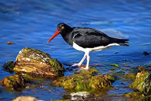 Salt Water Prints: Magellanic (Pied) oystercatcher (Haematopus leucopodus)