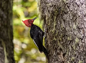 Rio Negro Collection: Magellanic woodpecker (Campephilus magellanicus), Nahuel Huapi National Park, Rio