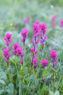 Rainier Prints: Magenta Paintbrush, (Castilleja parviflora) - Wildflower meadow Mt