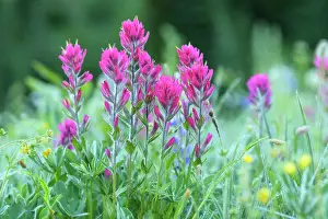 Rainier Prints: Magenta Paintbrush, (Castilleja parviflora) - Wildflower meadow Mt