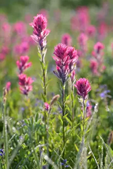 Magenta Paintbrush, (Castilleja parviflora) - Wildflower meadow Mt. Rainier National Park, Washington State, USA