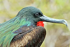 Breeding Prints: Magnificent Frigatebird (Fregata magnificens)