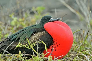 Breeding Prints: Magnificent Frigatebird (Fregata magnificens)