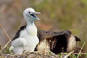 Breeding Prints: Magnificent Frigatebird (Fregata magnificens) Fledgling with mother
