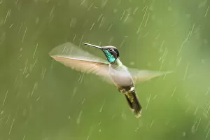 Magnificent Hummingbird (Eugenes fulgens), Costa Rica