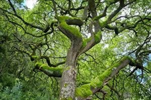 A magnificent oak tree in the Arrabida Nature Park. Palmela, Portugal