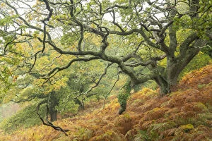 Images Dated 19th November 2020: Magnificent oak tree in a deciduous woodland, Dartmoor, Devon, England