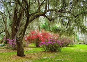 French Quarter Prints: Magnolia Plantation and Garden in Spring Charleston, South Carolina, USA
