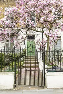 Notting Hill Prints: Magnolia tree in full bloom outside a house with a green door in Notting Hill, London