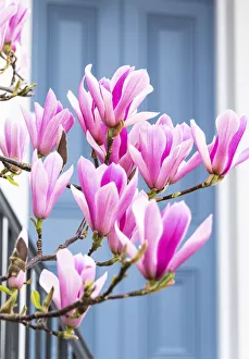 Magnolia tree in full bloom outside a house with a grey door in Kensington, London Magnolia tree in full bloom outside a house with a grey door in Kensington, London