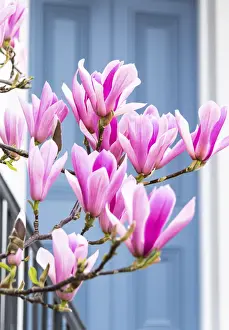 Kensington Prints: Magnolia tree in full bloom outside a house with a grey door in Kensington, London