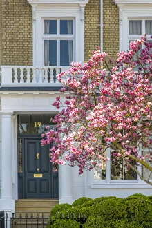 Images Dated 31st March 2021: Magnolia tree in blossom, Holland Park, Kensington, London, England, UK