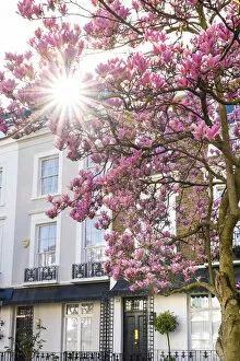Magnolia tree in blossom, Notting Hill, London, England, UK