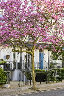 Images Dated 31st March 2021: Magnolia tree in blossom, Notting Hill, London, England, UK