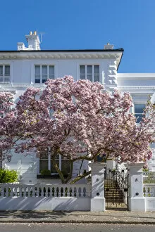 Magnolia tree in blossom, South Kensington, London, England, UK