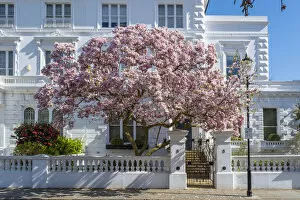 Images Dated 31st March 2021: Magnolia tree in blossom, South Kensington, London, England, UK