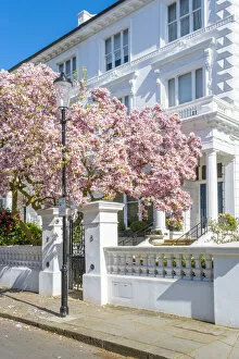 Images Dated 31st March 2021: Magnolia tree in blossom, South Kensington, London, England, UK