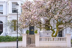 Images Dated 24th March 2022: Magnolia tree, Kensington, London, England, UK