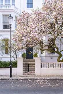 Images Dated 24th March 2022: Magnolia tree, Kensington, London, England, UK