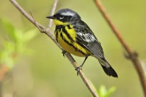 Magnolia warbler (Dendroica magnolia) Point Pelee National Park, Ontario, Canada