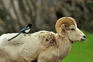 Horns Prints: Magpie (Pica hudsonia) plucking fur from a Bighorn sheep (Ovis Canadensis)