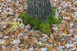 Moss Prints: Mainly oak leaves, moss and tree tunk. Seine River Forest, Winnipeg, Manitoba, Canada