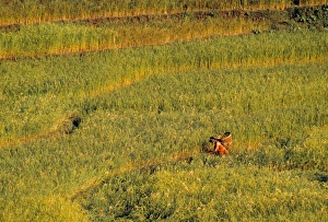 Gandaki Gallery: Maize Field