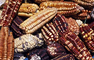 Maize Prints: Maize from Pisac market