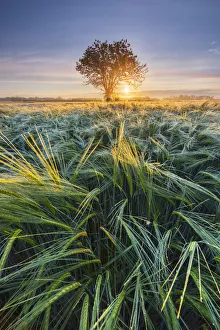 Crop Prints: Maize at sunrise in the fields, Dairago, Milan, Lombardy, Italy