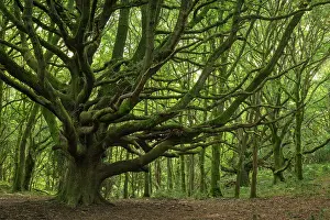 September Prints: Majestic ancient oak tree in Woodlands Hill wood in the Quantock Hills