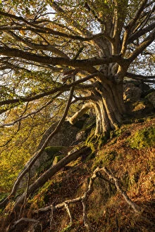 Images Dated 19th November 2020: Majestic beech tree in deciduous woodland, Dartmoor, Devon, England