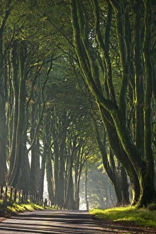 Images Dated 22nd January 2015: Majestic tree lined lane on a misty morning in Dartmoor, Devon, England. Autumn
