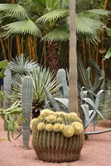 Images Dated 2nd July 2014: Majorelle garden. Marrakech, Morocco