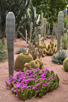 Images Dated 2nd July 2014: Majorelle garden. Marrakech, Morocco