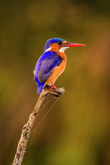 Close Ups Prints: Malachite kingfisher (Corythornis cristatus)